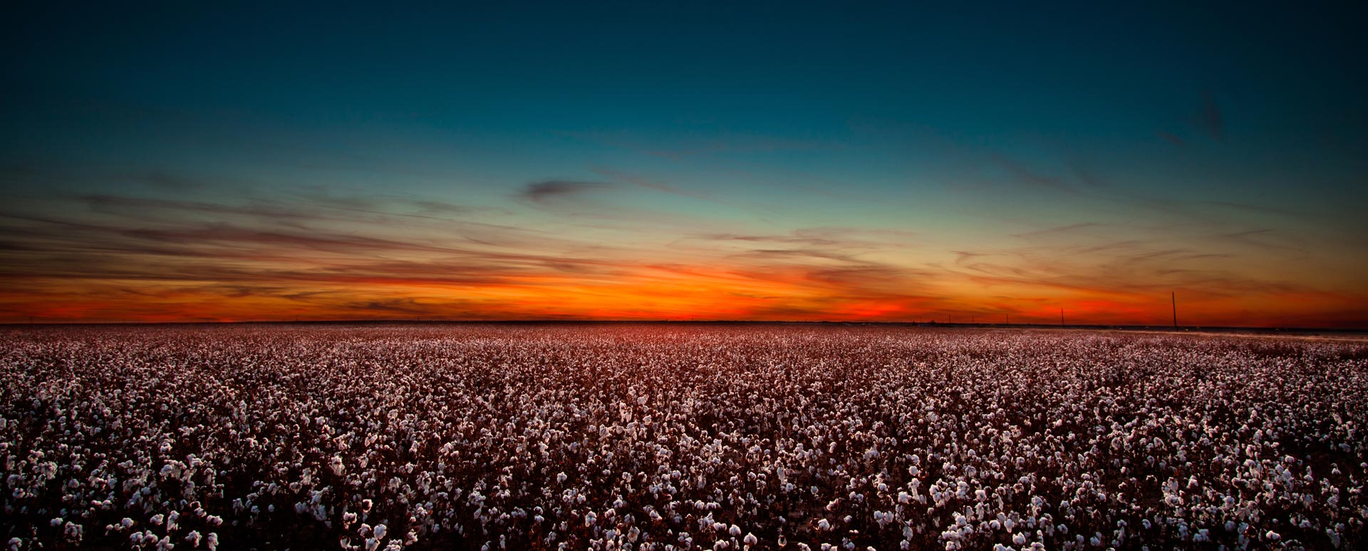 Cotton Field in West Texas at Sunset